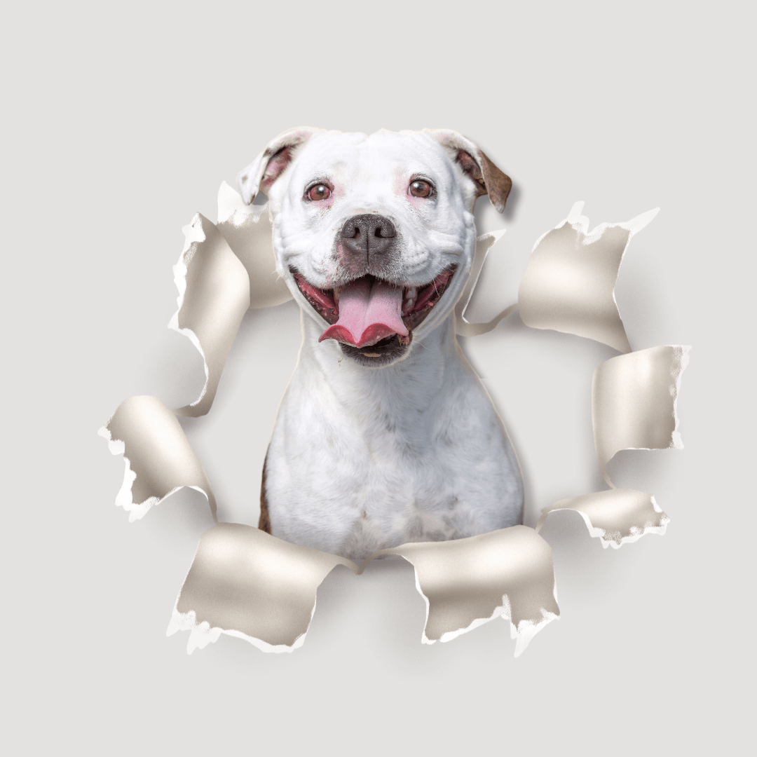 CANVA kursas | Video formatu - Susikuriau.lt